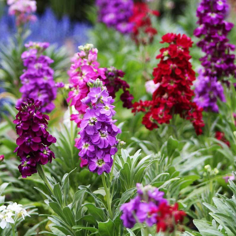 Matthiola Incana Seeds - Heirloom Flower Plant for Home Gardens