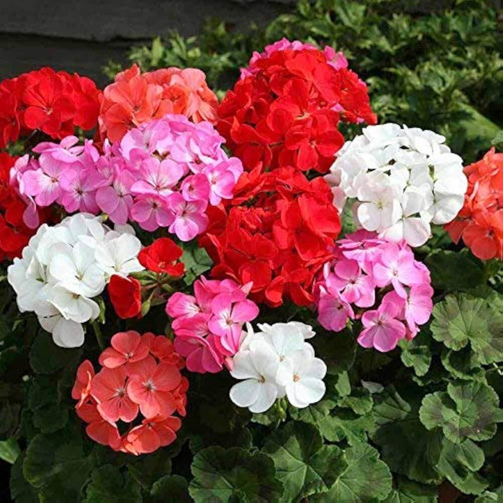 Maverick Geranium Seeds - flower Plant