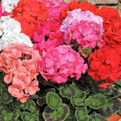 Maverick Geranium Seeds - flower Plant