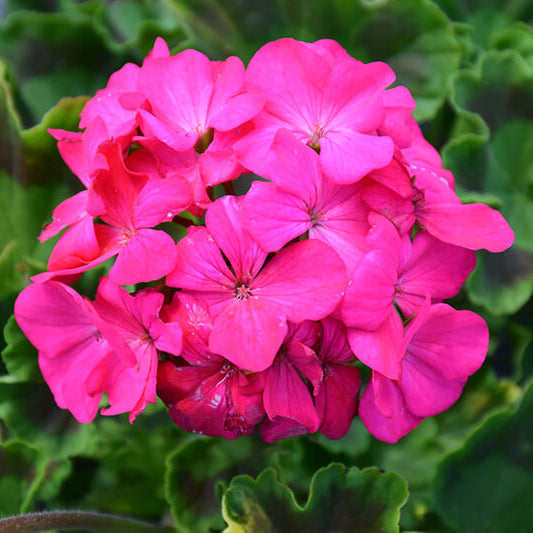 Maverick Pink Geranium Seeds - Heirloom Flower Plant for Home Gardens