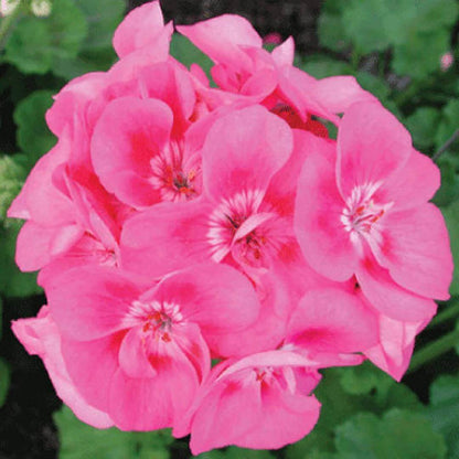 Maverick Pink Geranium Seeds - Heirloom Flower Plant for Home Gardens