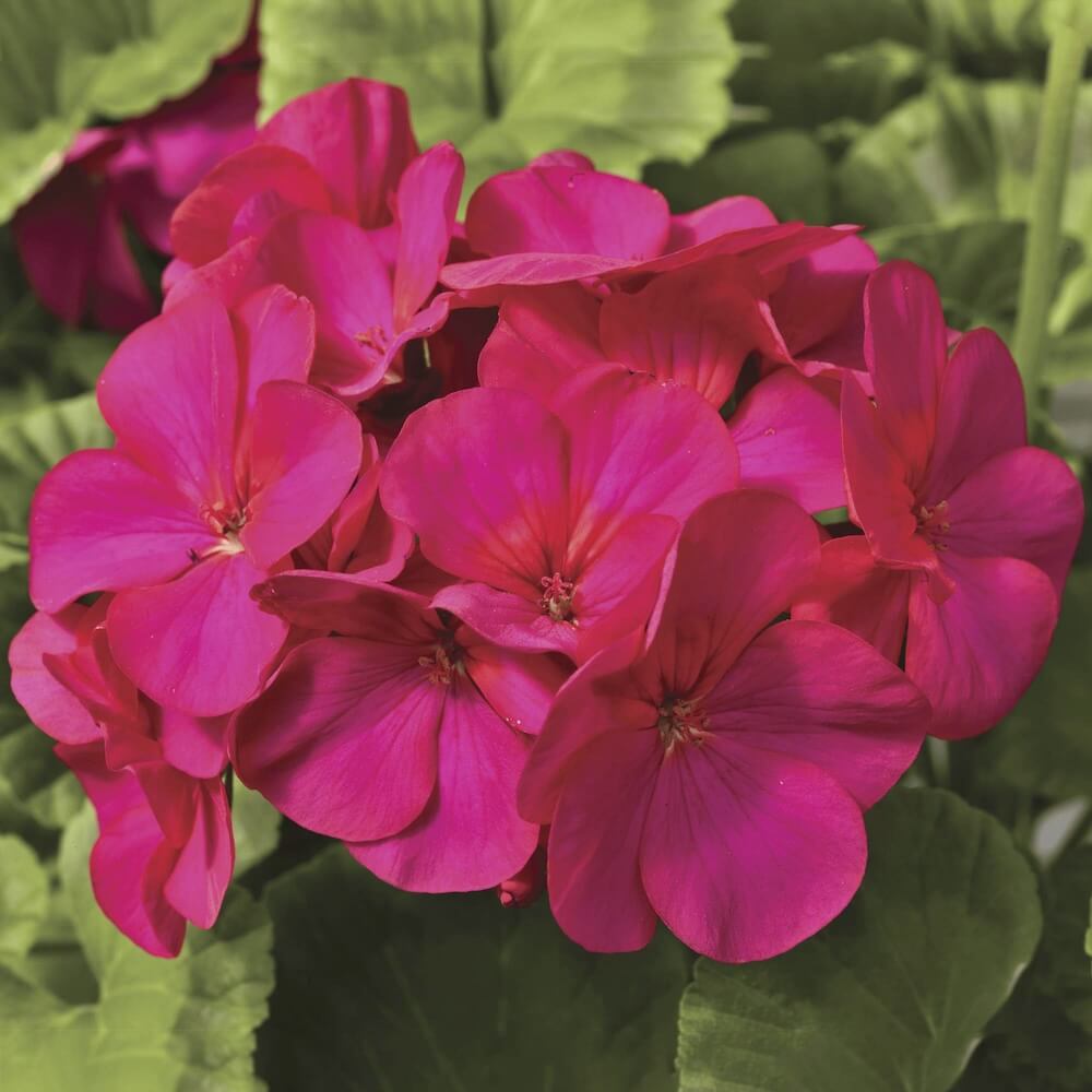 Maverick Scarlet Geranium Seeds - Heirloom Flower Plant for Home Gardens