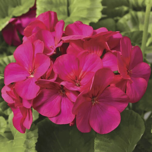 Maverick Scarlet Geranium Seeds - Heirloom Flower Plant for Home Gardens