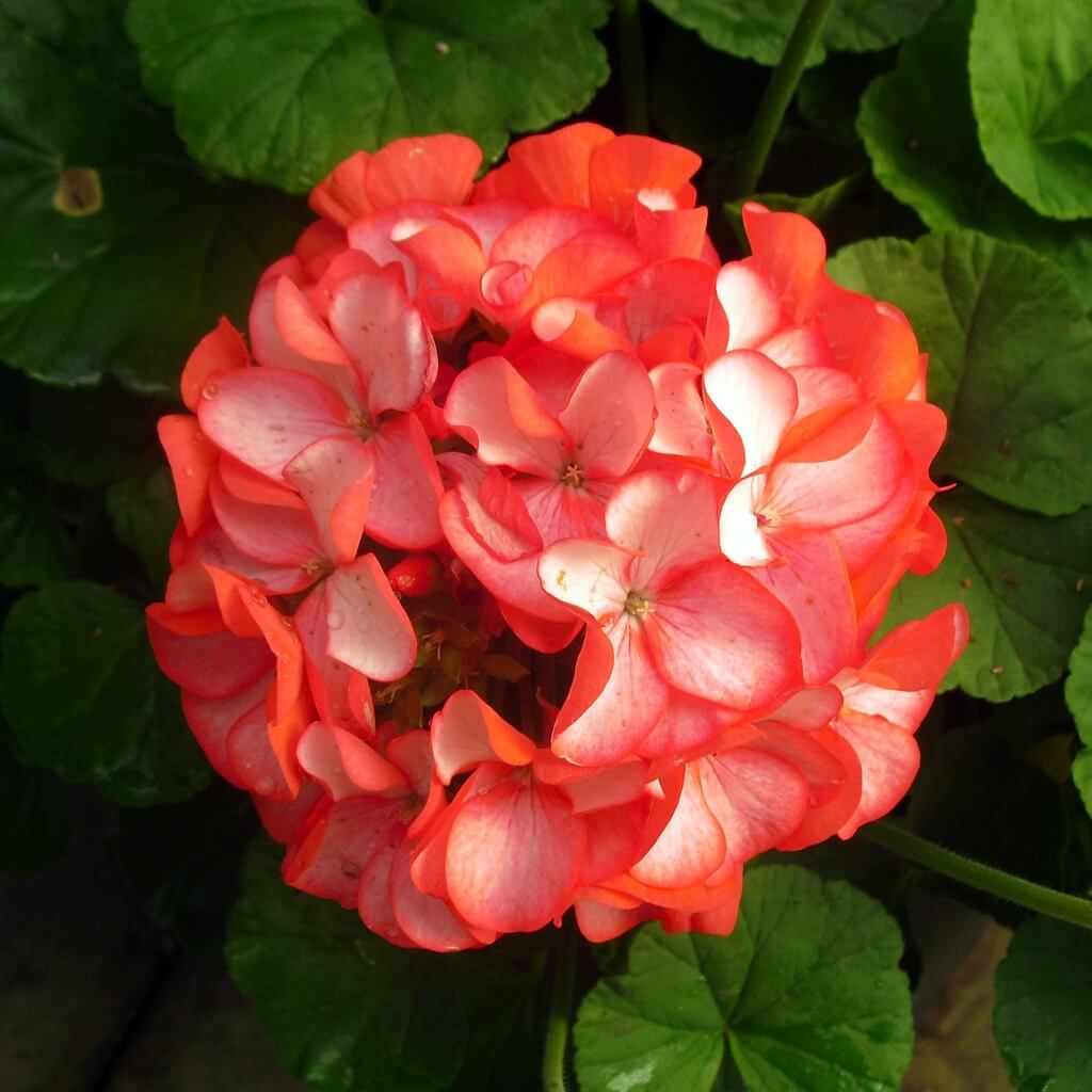 Maverick Scarlet Geranium Seeds - Heirloom Flower Plant for Home Gardens
