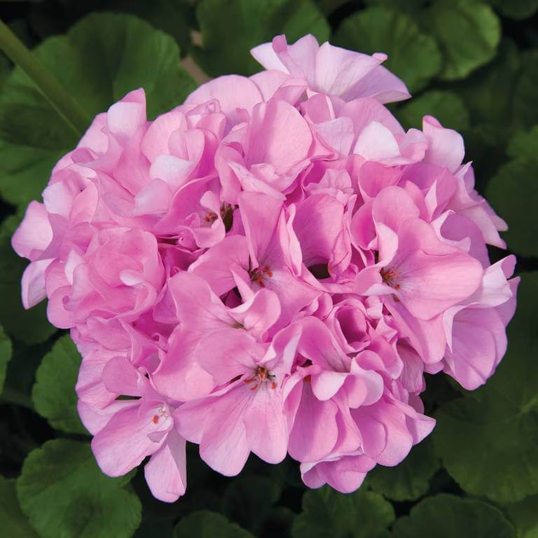 Maverick Scarlet Geranium Seeds - Heirloom Flower Plant for Home Gardens