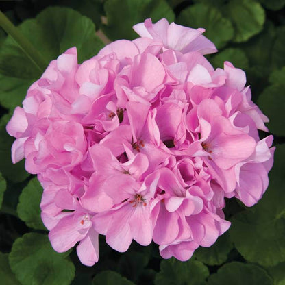 Maverick Scarlet Geranium Seeds - Heirloom Flower Plant for Home Gardens