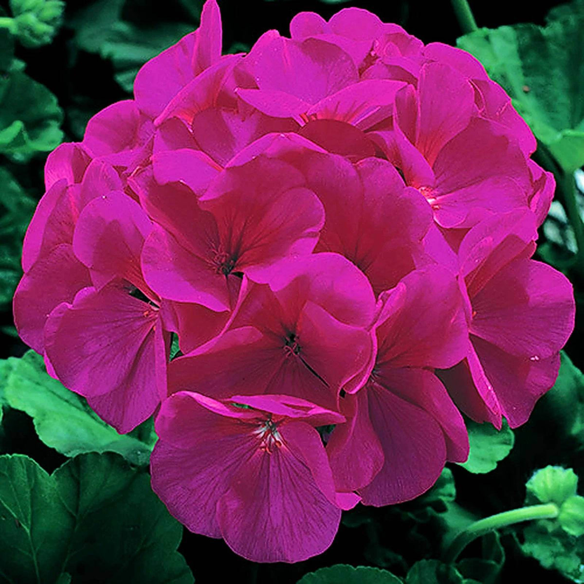 Maverick Scarlet Geranium Seeds - Heirloom Flower Plant for Home Gardens