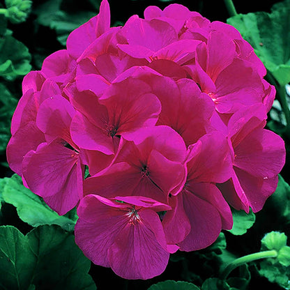 Maverick Scarlet Geranium Seeds - Heirloom Flower Plant for Home Gardens