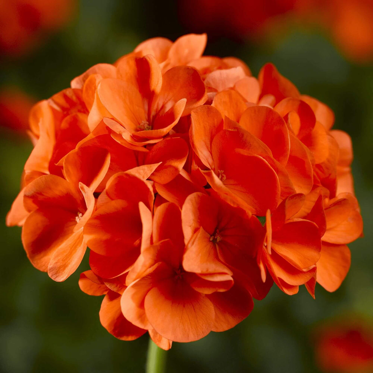 Maverick Scarlet Geranium Seeds - Heirloom Flower Plant for Home Gardens