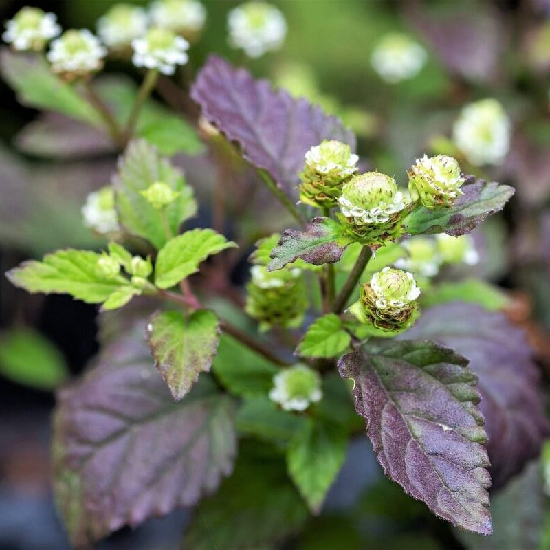 Mayan Mint Seeds - Herbal Plant
