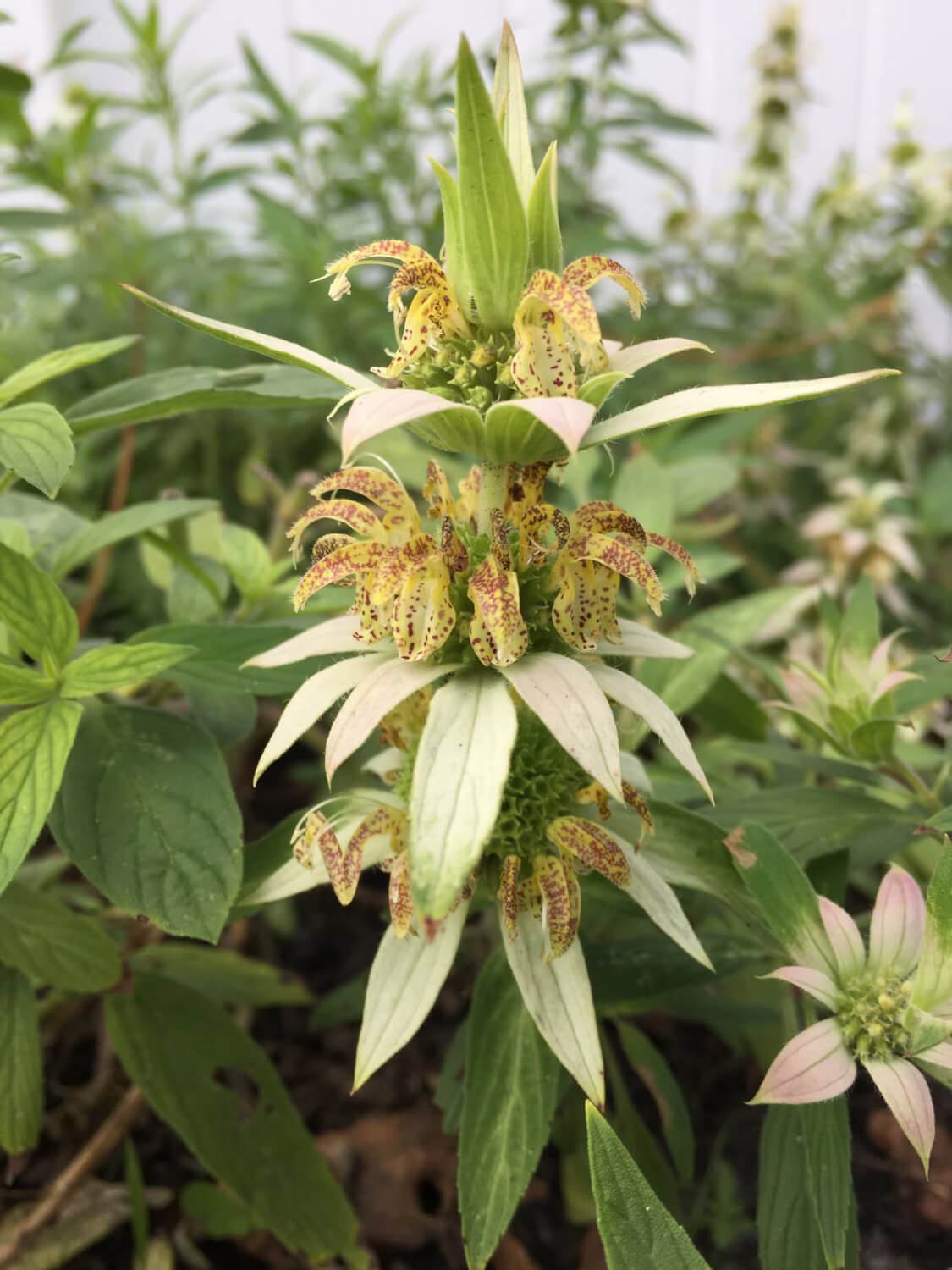 Mayan Mint Seeds - Herbal Plant