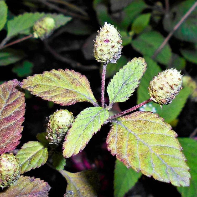 Mayan Mint Seeds - Herbal Plant