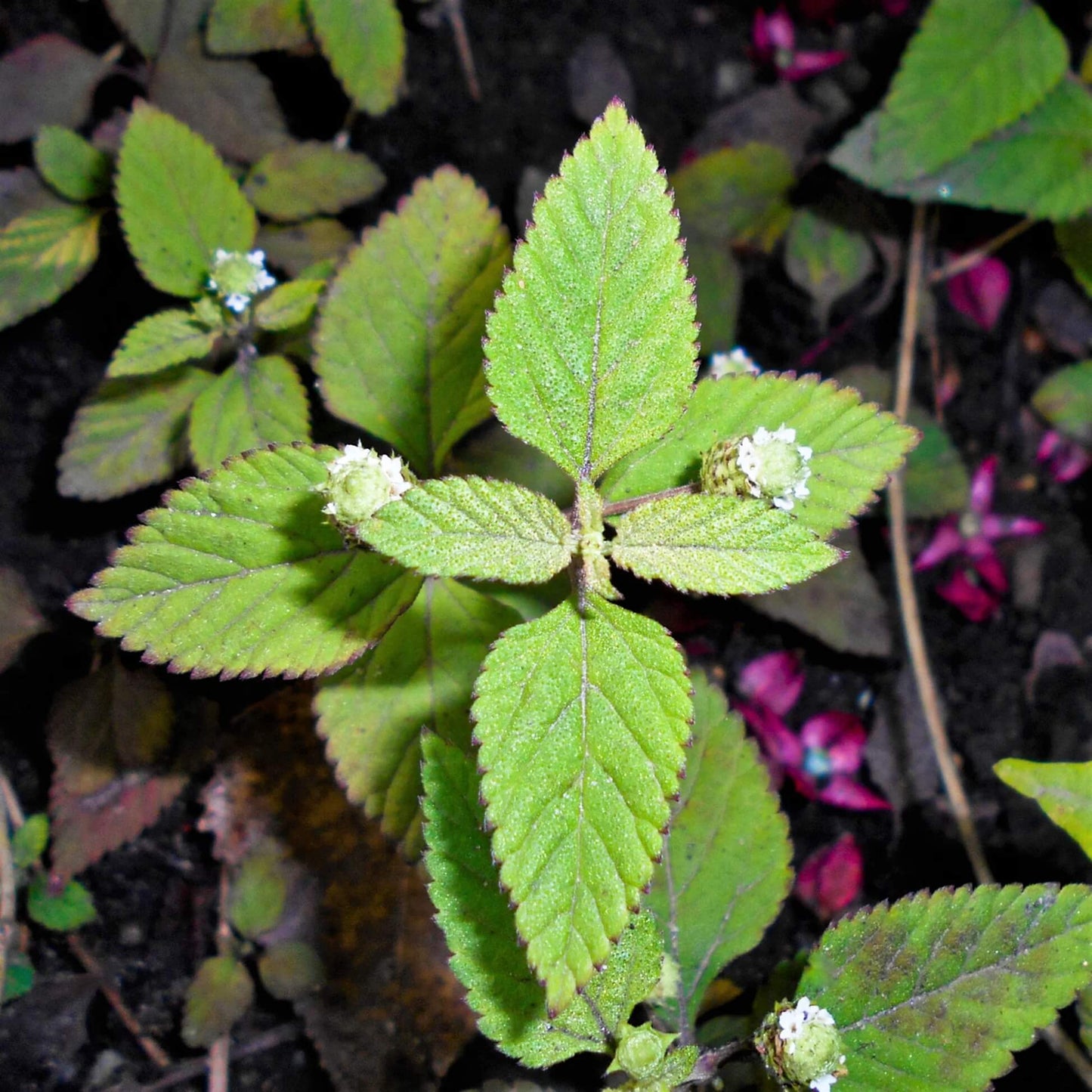 Mayan Mint Seeds - Herbal Plant