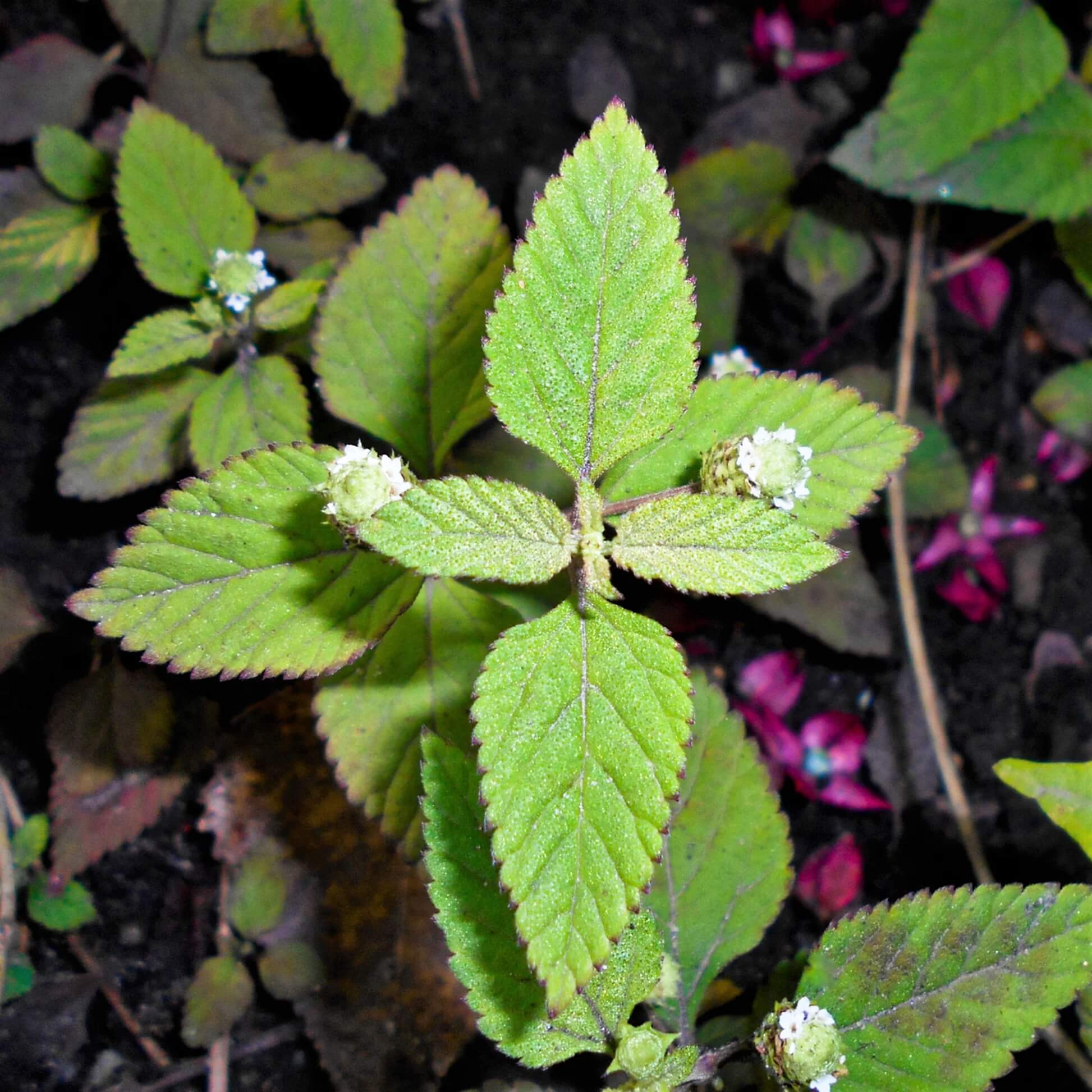 Mayan Mint Seeds - Herbal Plant