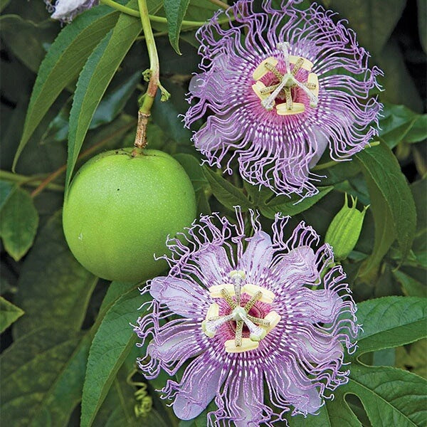 Maypop Passion Flower Seeds