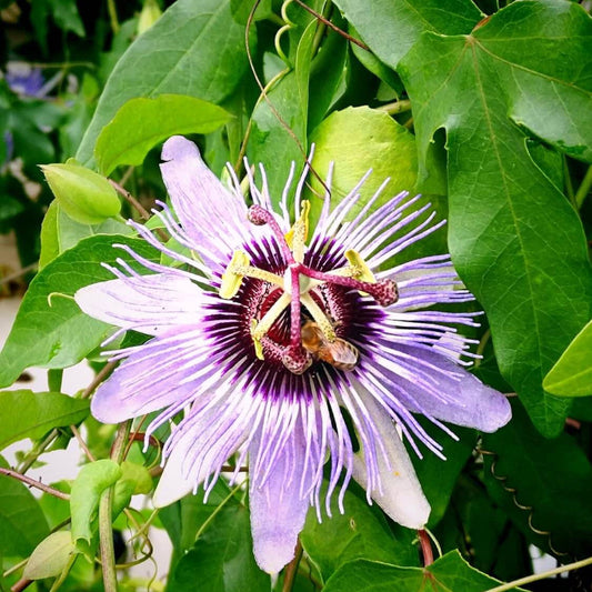 Maypop Passion Flower Seeds
