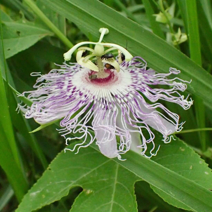 Maypop Passion Flower Seeds