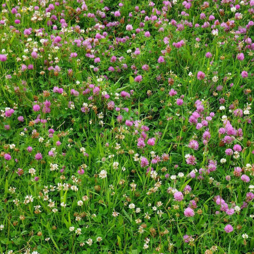 Meadow Clover Seeds - Flower Plant 