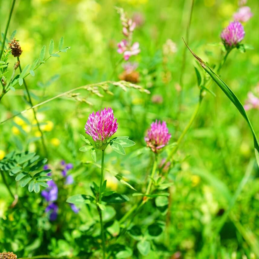 Meadow Clover Seeds - Flower Plant 