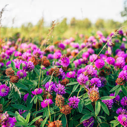 Meadow Clover Seeds - Flower Plant 