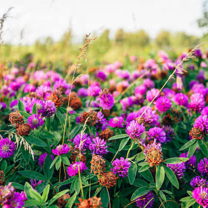 Meadow Clover Seeds - Flower Plant 
