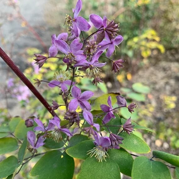 Meadow Rue Seeds - Flower Plant