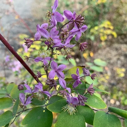Meadow Rue Seeds - Flower Plant