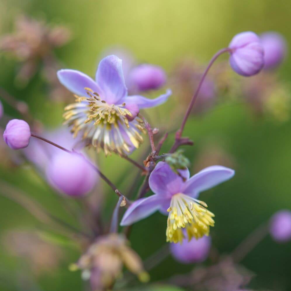 Meadow Rue Seeds - Flower Plant