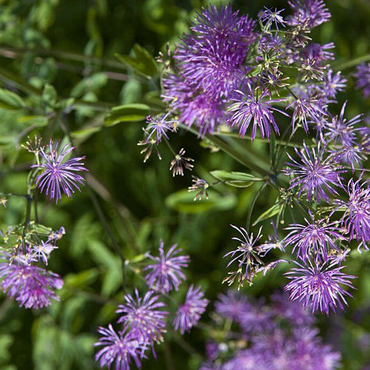 Meadow Rue Seeds - Flower Plant