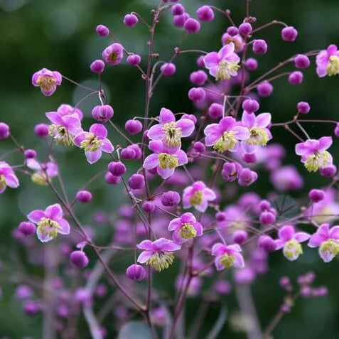 Meadow Rue Seeds - Flower Plant