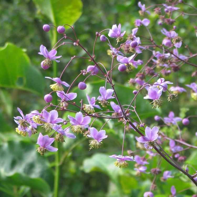 Meadow Rue Seeds - Flower Plant