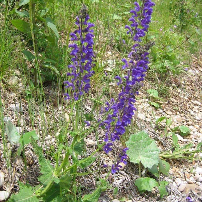Meadow Sage Seeds - Herbal Plant