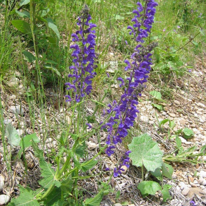 Meadow Sage Seeds - Herbal Plant