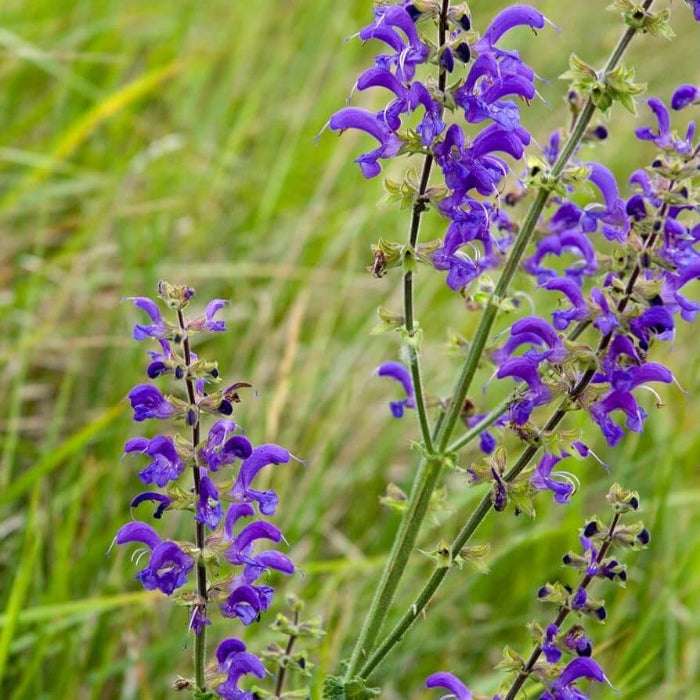 Meadow Sage Seeds - Herbal Plant