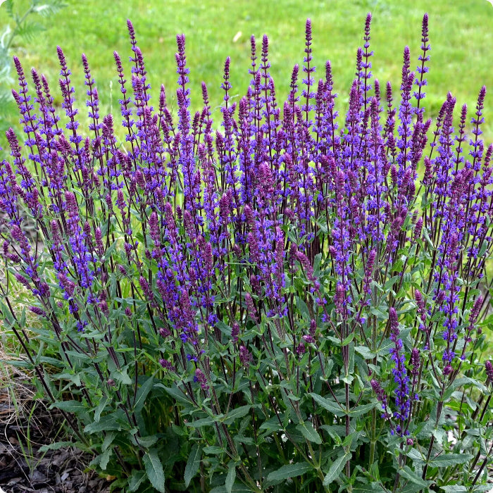 Meadow Sage Seeds - Herbal Plant