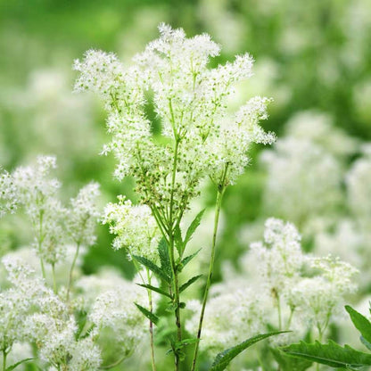 Meadow Sweet Seeds - Heirloom Flower Plant for Home Gardens