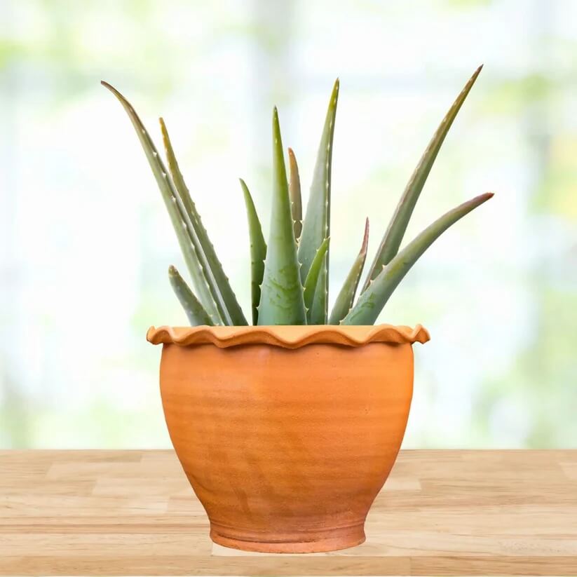 Medicinal Aloe Seeds
