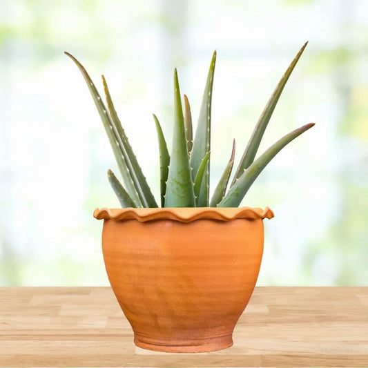 Medicinal Aloe Seeds