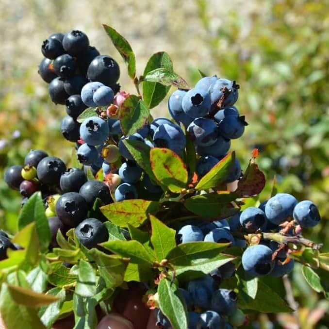 Medicinal Berry Plant Seeds