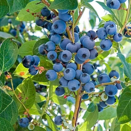 Medicinal Berry Plant Seeds