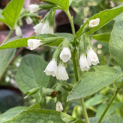 Medicinal Comfrey Seeds