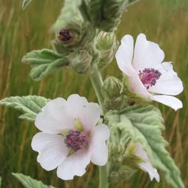 Medicinal Marsh Mallow Seeds 