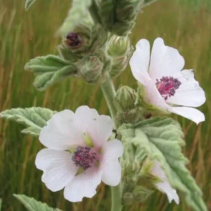 Medicinal Marsh Mallow Seeds 