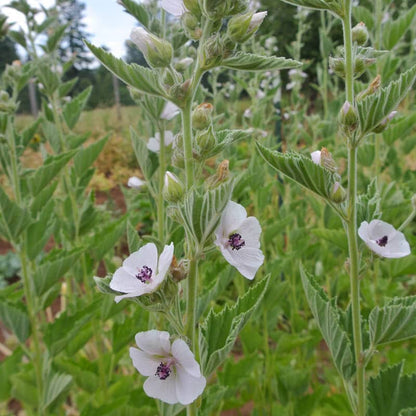 Medicinal Marsh Mallow Seeds 