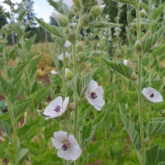 Medicinal Marsh Mallow Seeds 