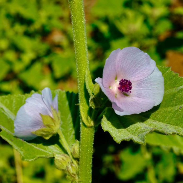 Medicinal Marsh Mallow Seeds 