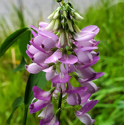 Medicinal Perennial Goatâ€™s Rue Seeds