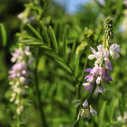 Medicinal Perennial Goatâ€™s Rue Seeds