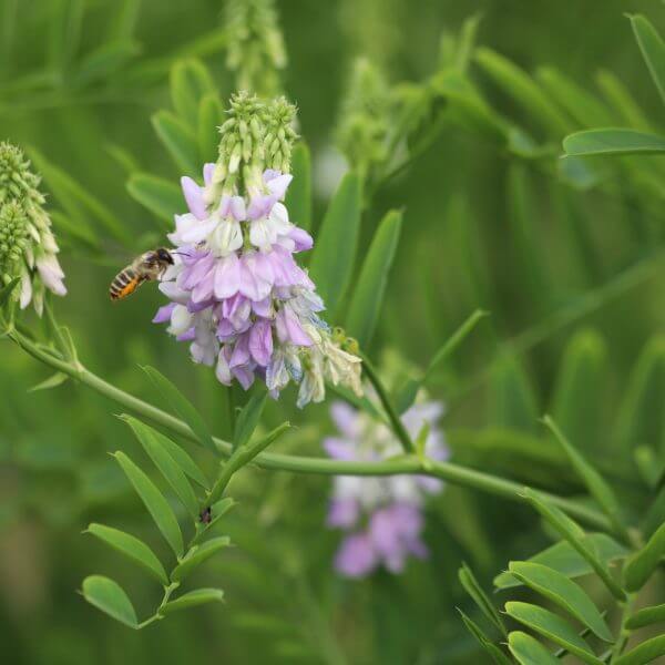 Medicinal Perennial Goatâ€™s Rue Seeds