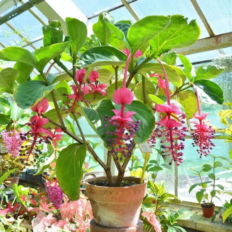 Medinilla magnifica  Seeds